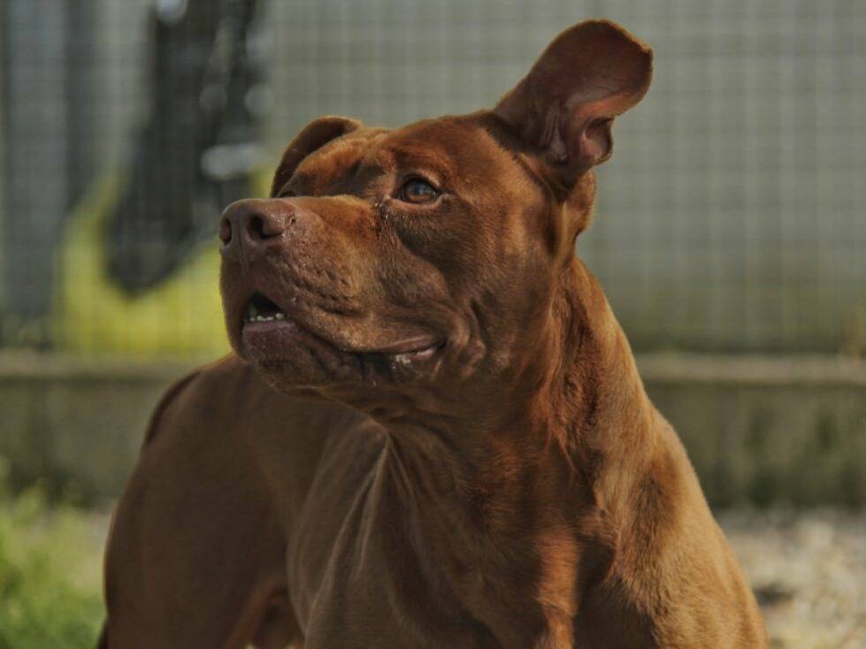Adozione cane, maschio, Razza sconosciuta Razza sconosciuta, 8 anni e 1 mese, taglia grande, Lodi