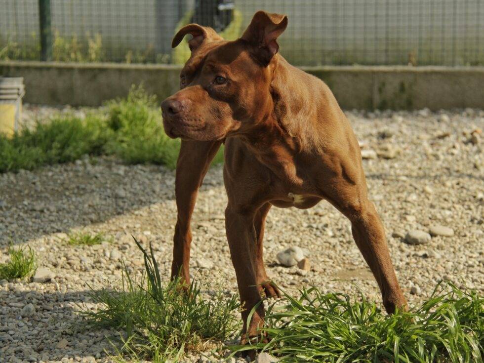 Adotta un cane, maschio, 8 anni e 1 mese, Lodi