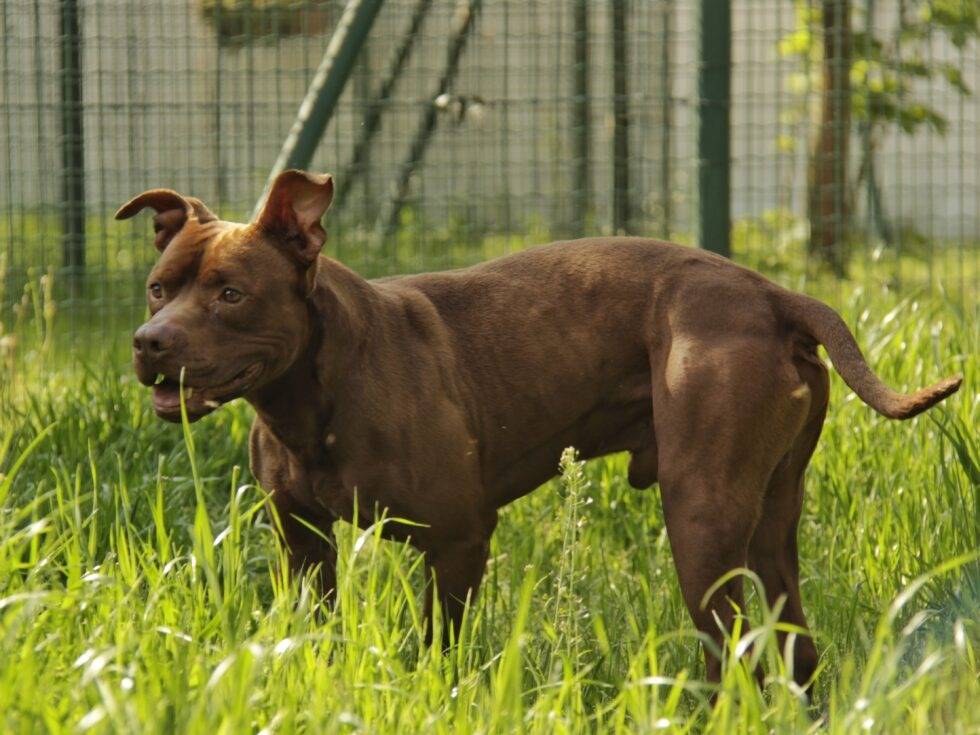 Adotta un cane, taglia grande, maschio, Lodi