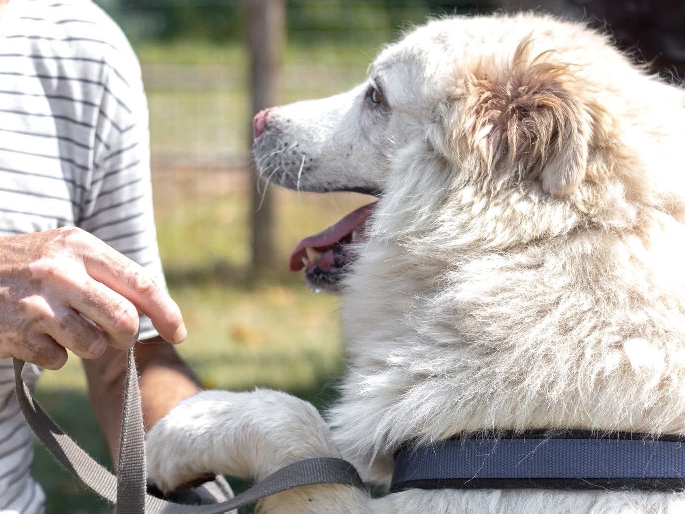 Adozione cane, maschio, Razza sconosciuta Razza sconosciuta, 6 anni, taglia media, Arezzo