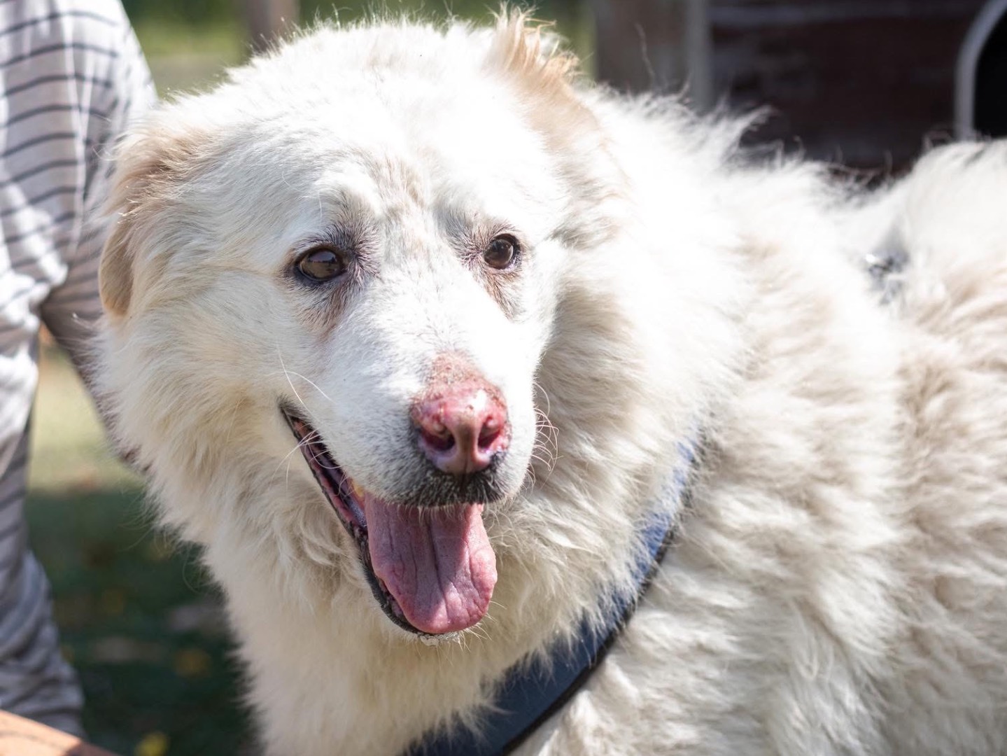 Adotta un cane, taglia media, maschio, Arezzo