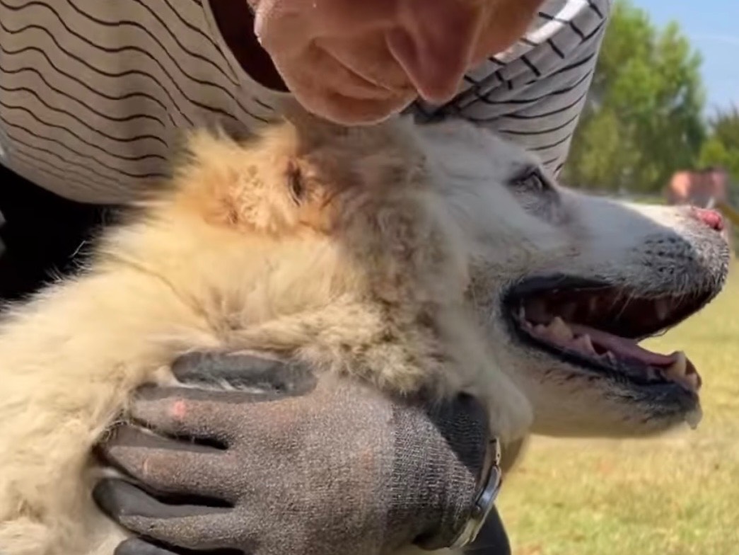 Vuoi adottare un cane a Arezzo?