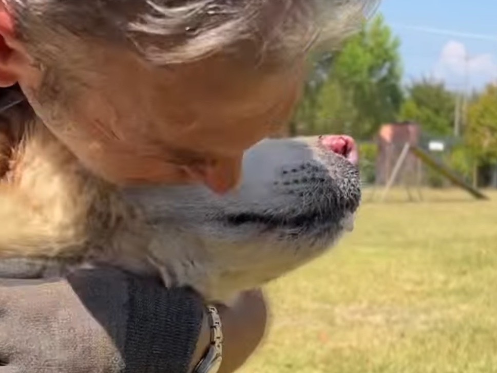 Adotta il cane Balto a Arezzo