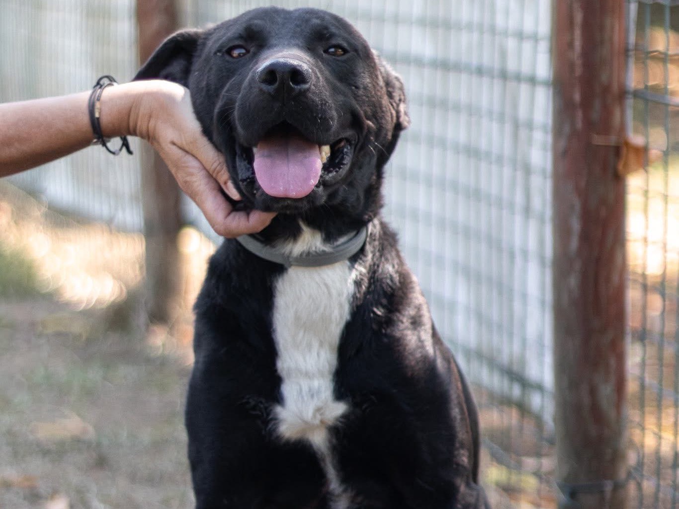 Adozione cane, maschio, Razza sconosciuta Razza sconosciuta, 2 anni, taglia media, Arezzo