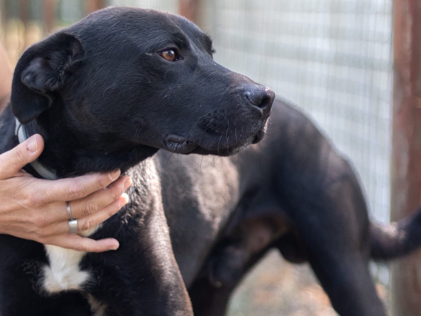 Adotta un cane, maschio, 2 anni, Arezzo