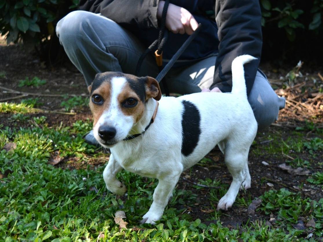 Vuoi adottare un cane a Roma?