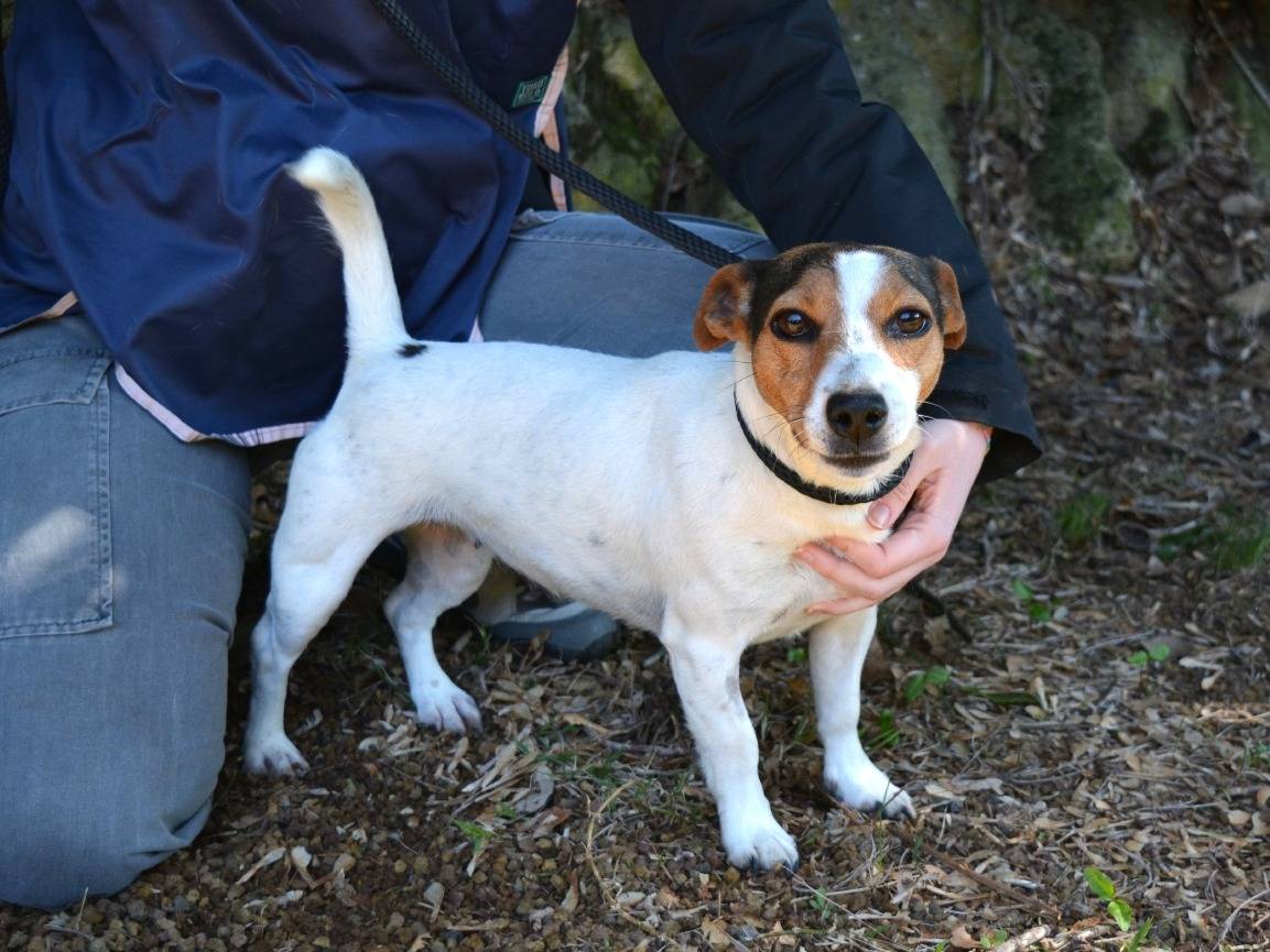 Adotta il cane Saelya a Roma