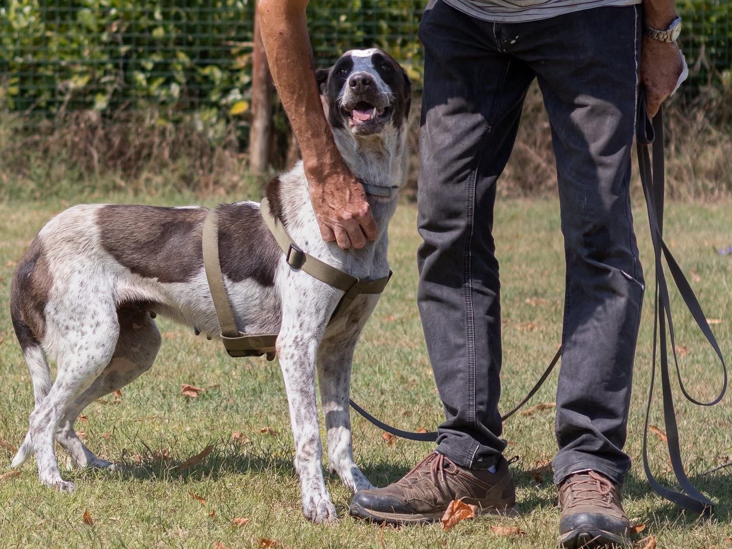 Adozione cane, femmina, Razza sconosciuta Razza sconosciuta, 4 anni e 1 mese, taglia media, Arezzo
