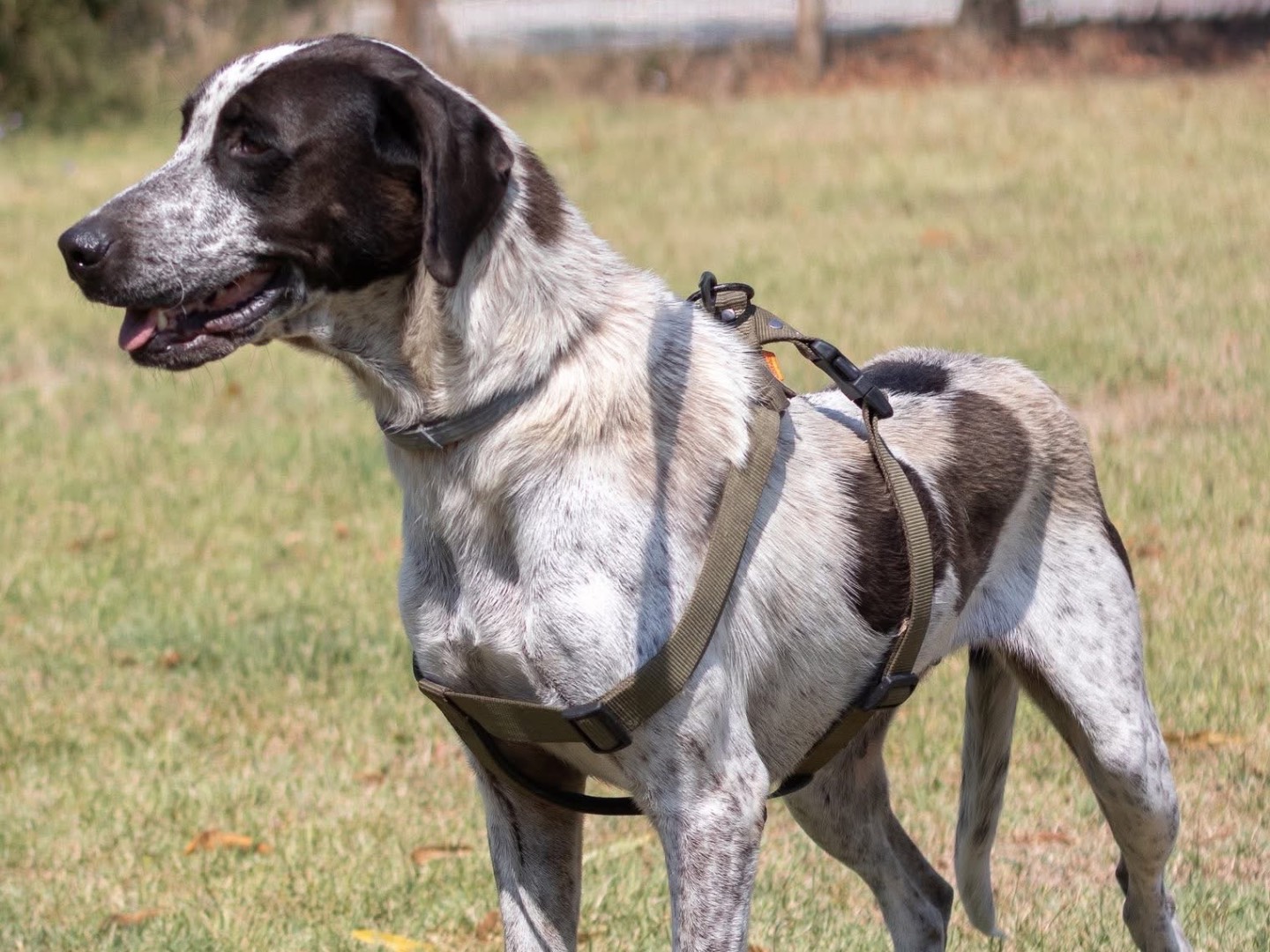 Adotta un cane, femmina, 4 anni e 1 mese, Arezzo