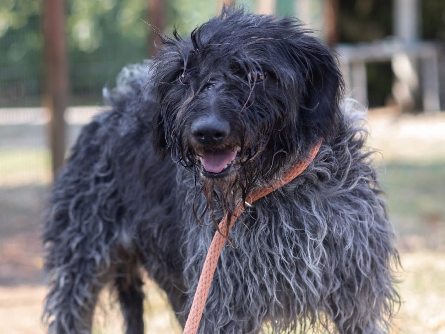Adozione cane, femmina, Razza sconosciuta Razza sconosciuta, 4 anni, taglia media contenuta, Arezzo