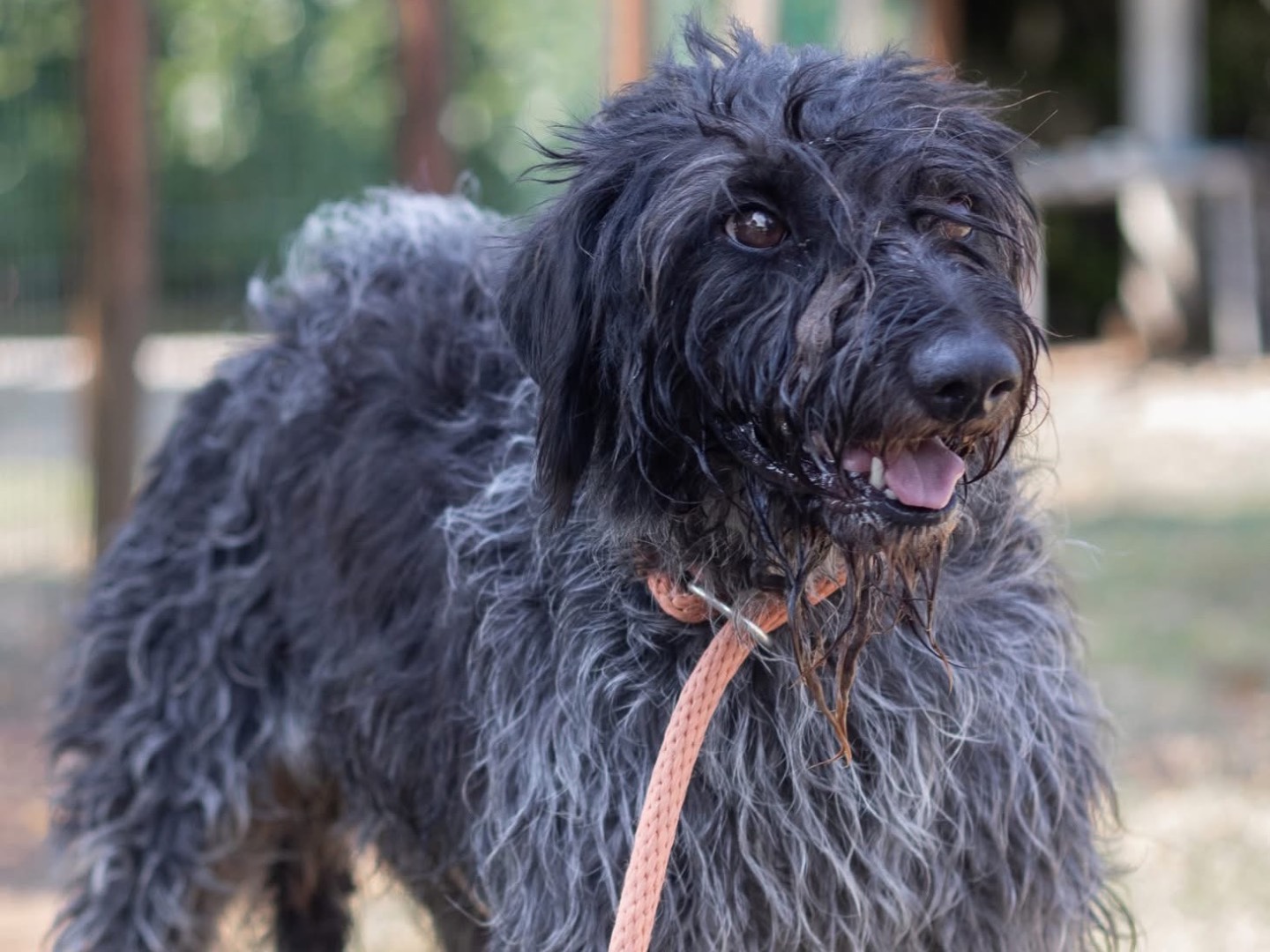 Adotta un cane, femmina, 4 anni, Arezzo