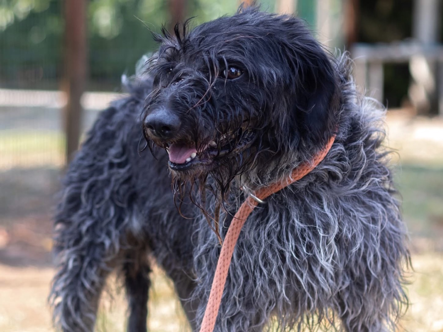 Adotta un cane, taglia media contenuta, femmina, Arezzo