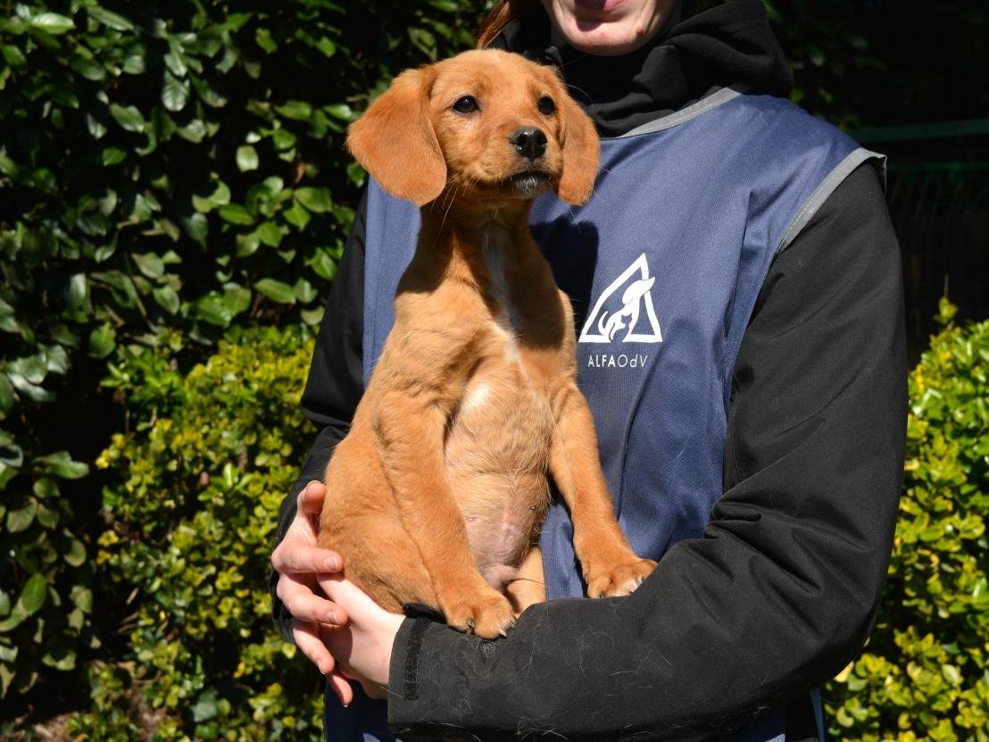Adozione cane, maschio, Razza sconosciuta Razza sconosciuta, 4 mesi, taglia media contenuta, Roma