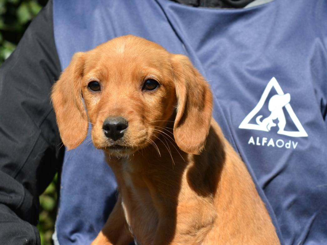 Adotta un cane, maschio, 4 mesi, Roma