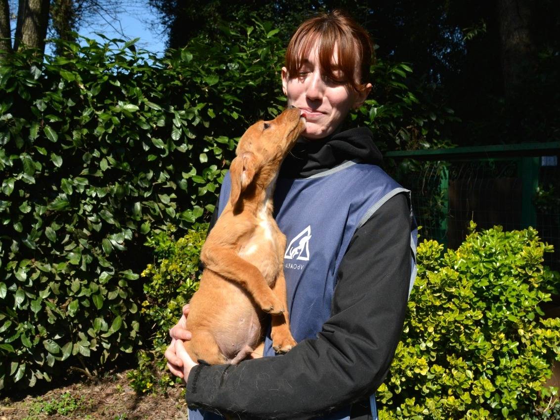 Adotta un cane, taglia media contenuta, maschio, Roma