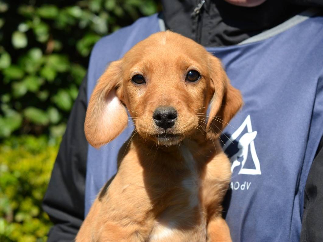 Vuoi adottare un cane a Roma?