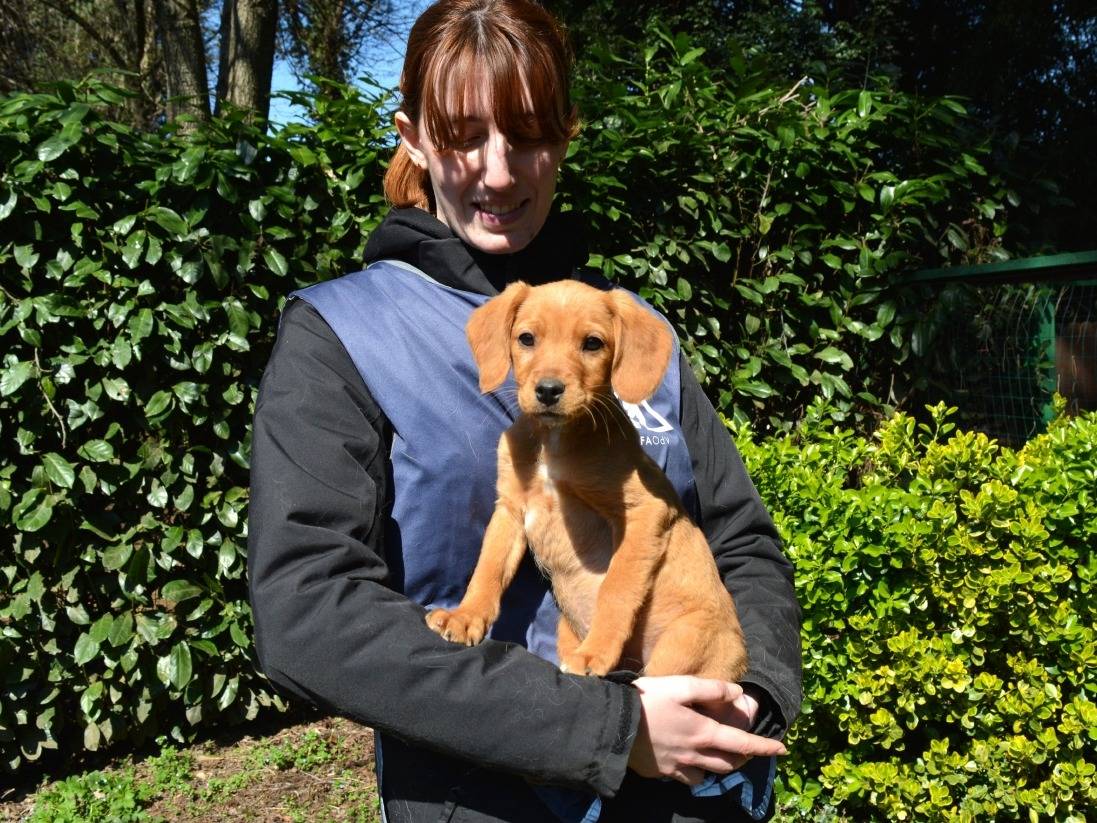 Adotta il cane Kaeron a Roma