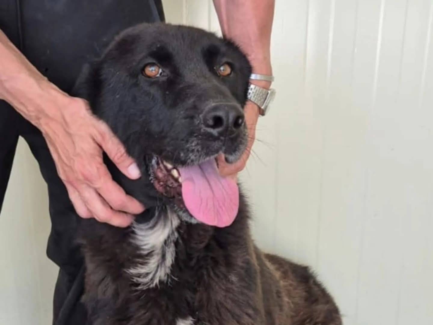 Adozione cane, femmina, Razza sconosciuta Razza sconosciuta, 5 anni e 3 mesi, taglia grande, Torino