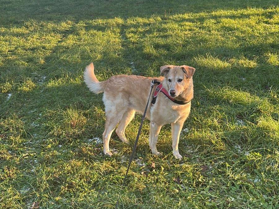 Adozione cane, femmina, Razza sconosciuta Razza sconosciuta, 11 anni, taglia media, Caltanissetta