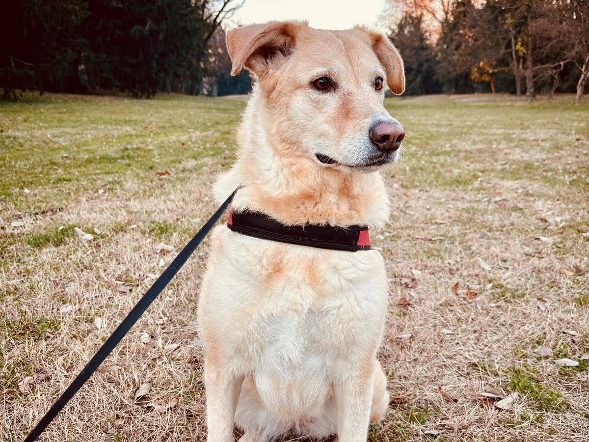Adotta un cane, taglia media, femmina, Caltanissetta