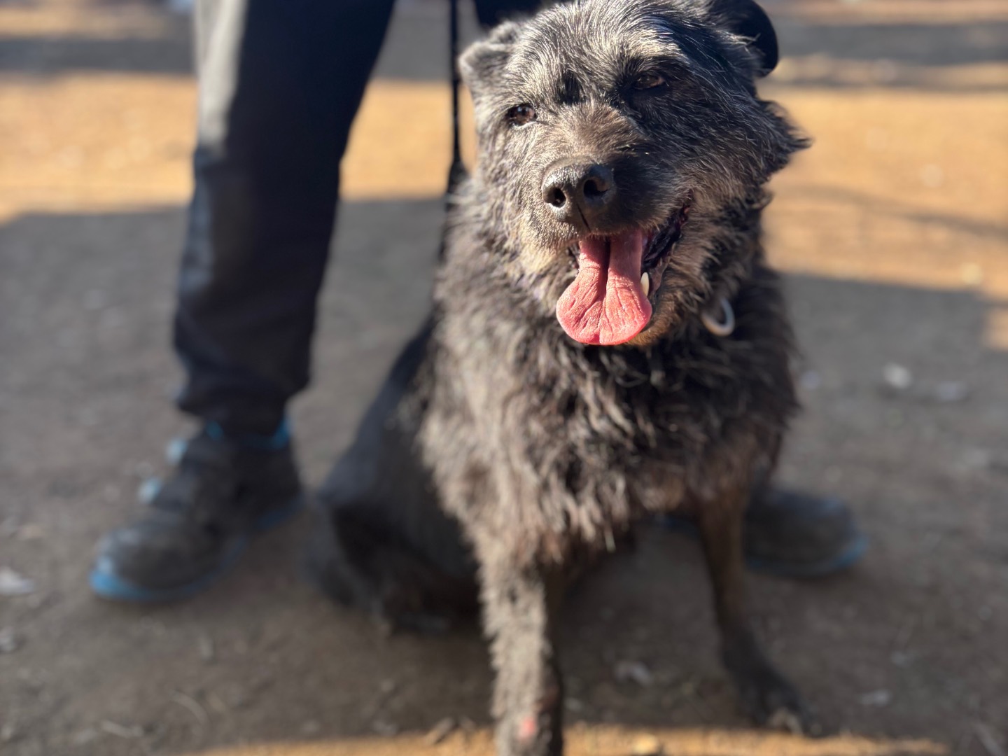 Adozione cane, maschio, Razza sconosciuta Razza sconosciuta, 10 anni e 1 mese, taglia media, Milano