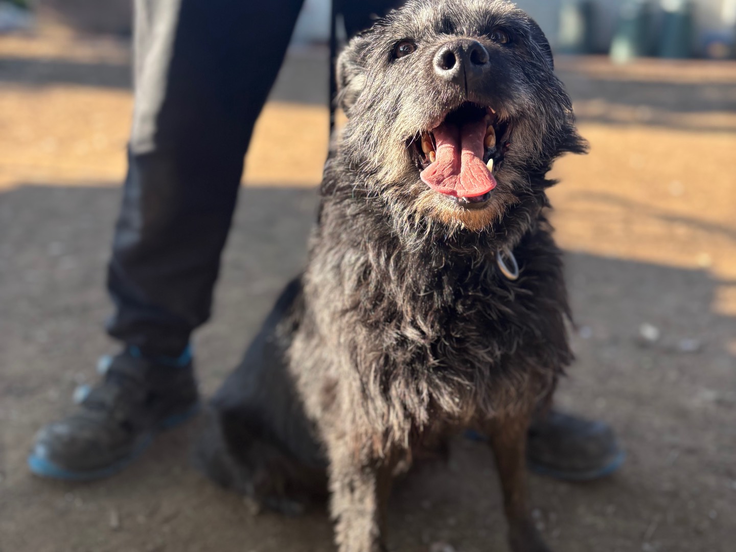 Adotta un cane, maschio, 10 anni e 1 mese, Milano