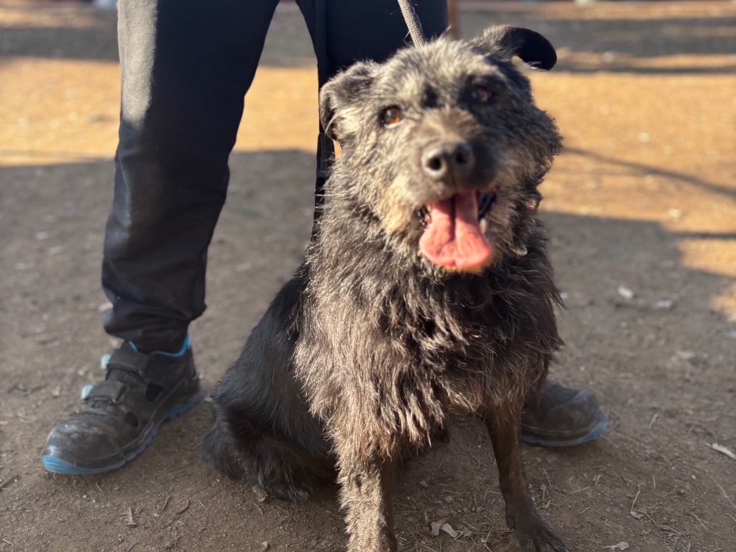 Adotta un cane, taglia media, maschio, Milano