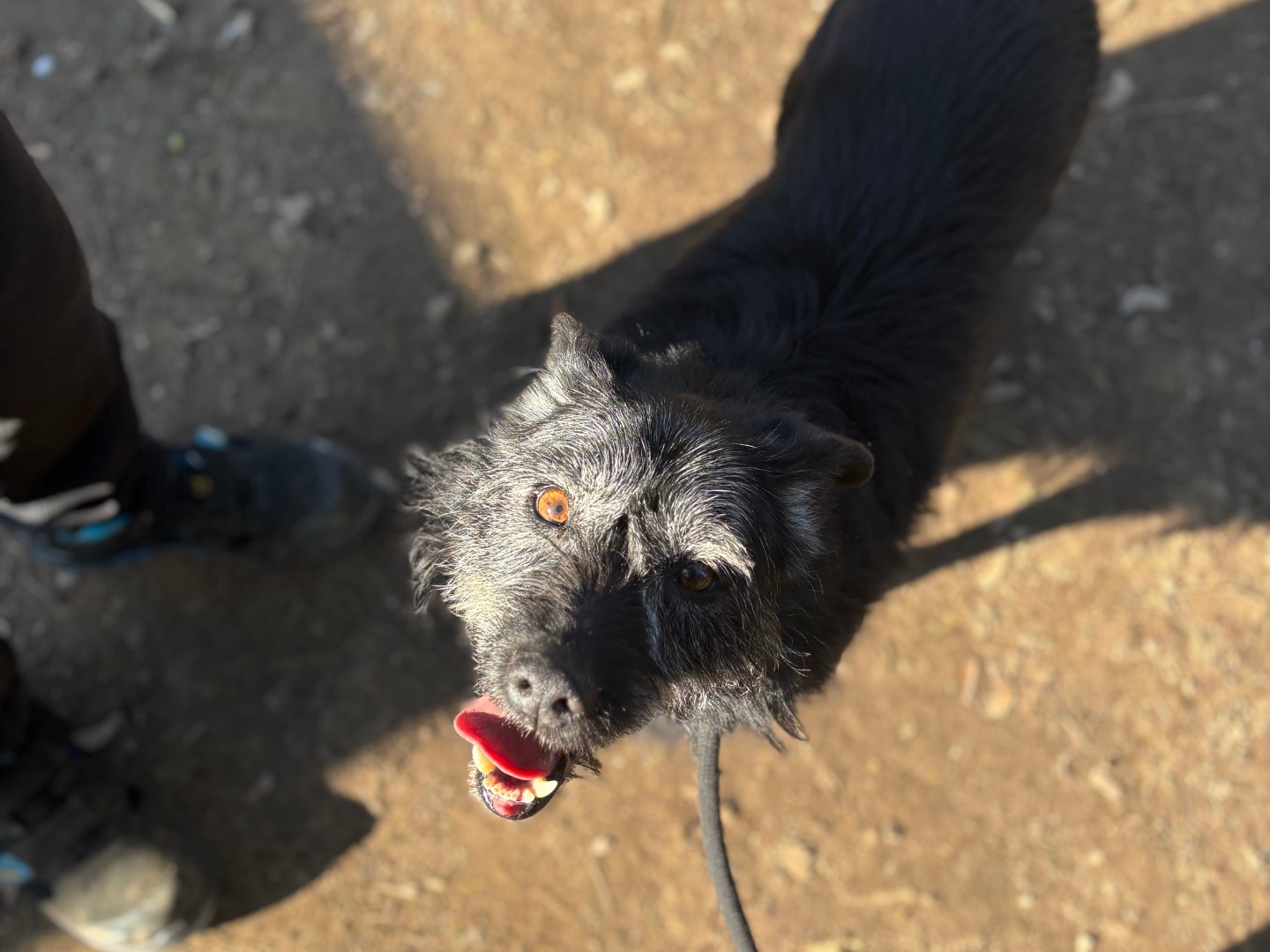 Vuoi adottare un cane a Milano?