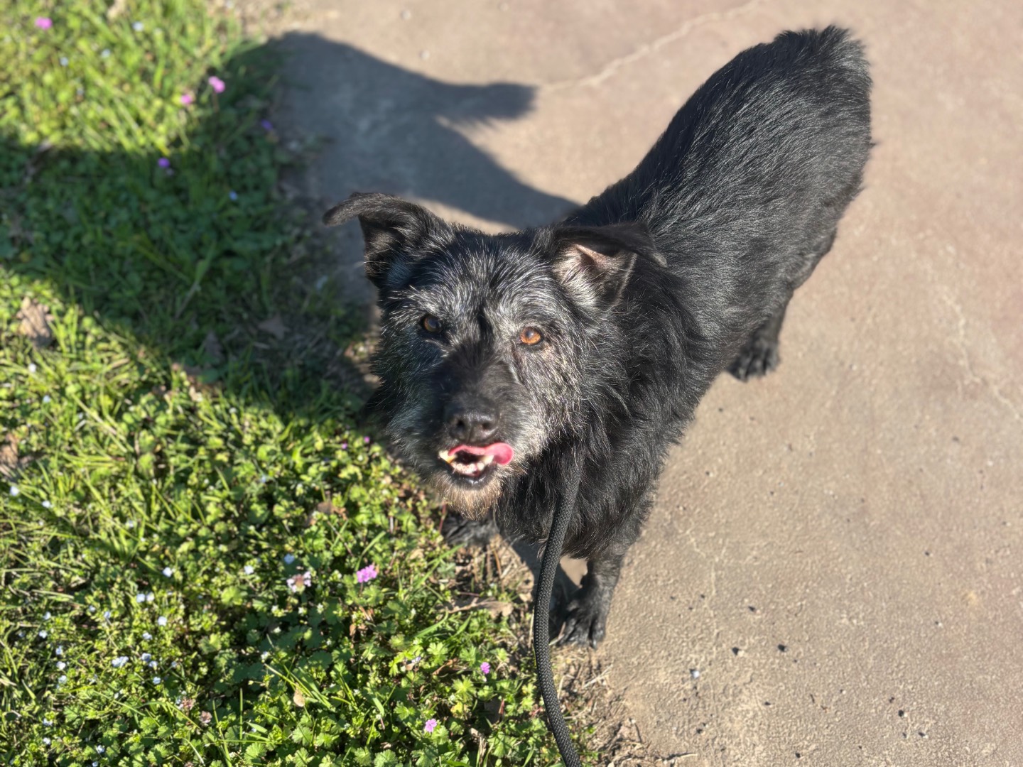 Adotta il cane Hermès a Milano