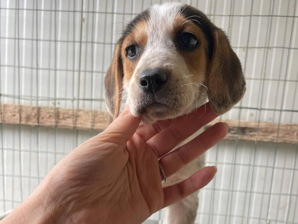 Adozione cane, femmina, Razza sconosciuta Razza sconosciuta, 2 mesi, taglia media, Frosinone