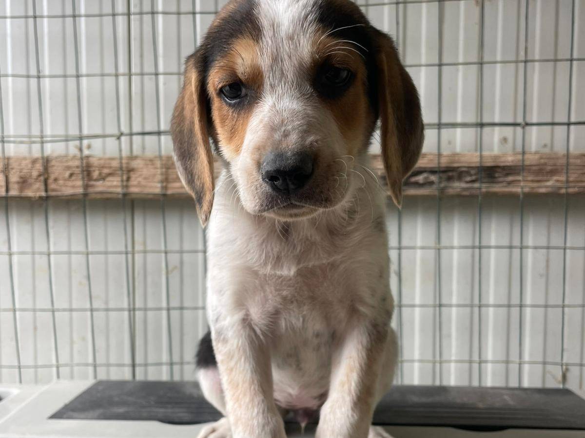 Adotta un cane, femmina, 2 mesi, Frosinone