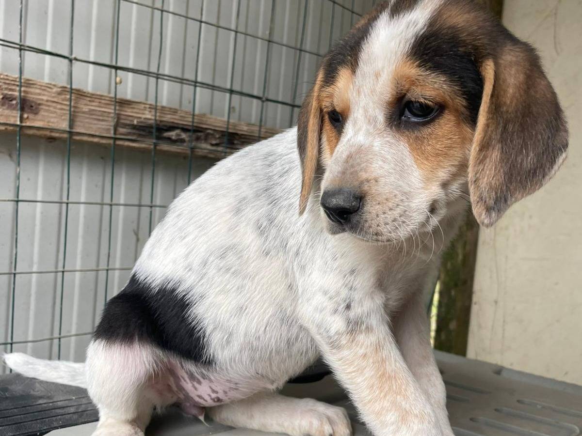 Adotta un cane, taglia media, femmina, Frosinone