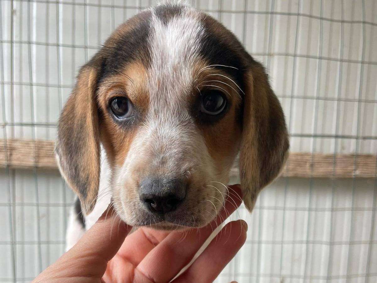 Vuoi adottare un cane a Frosinone?