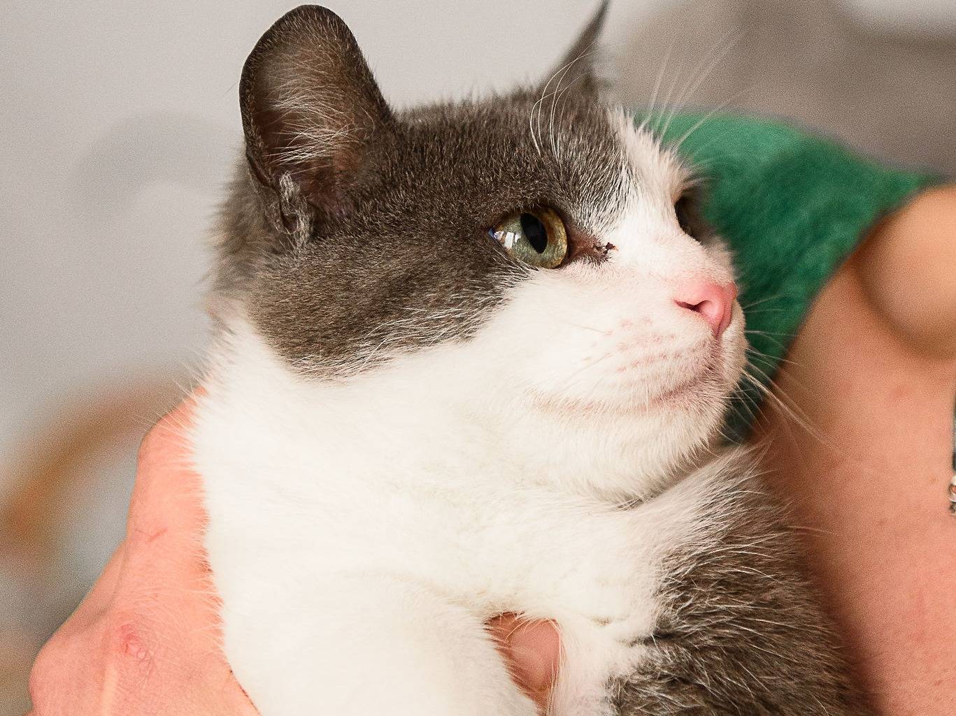 Adotta un gatto, maschio, 7 mesi, Milano