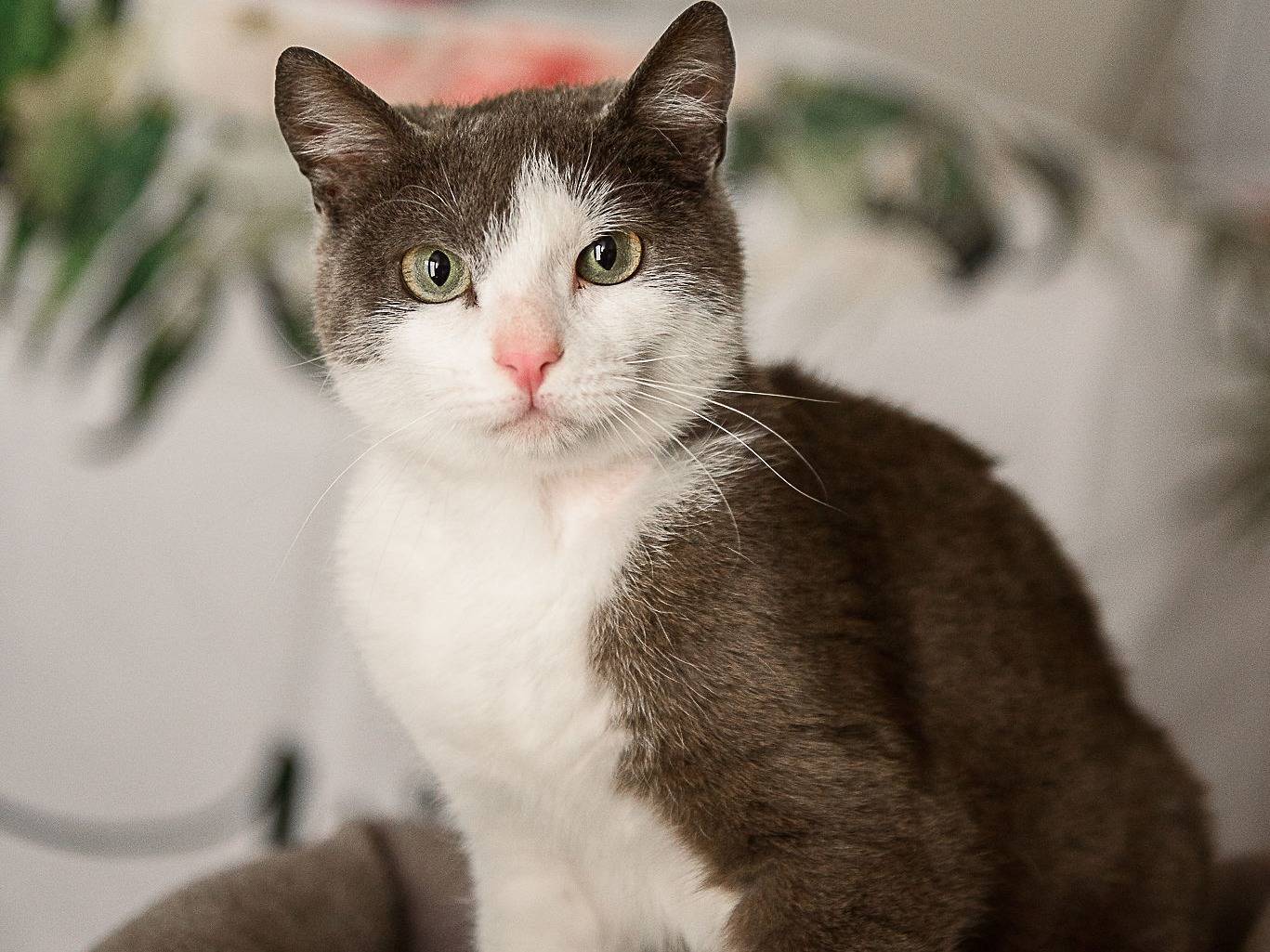 Adotta un gatto, taglia non valida, maschio, Milano