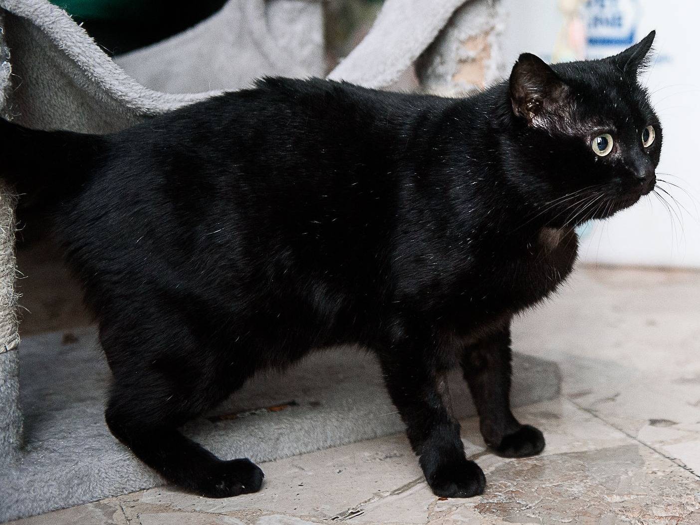 Adotta il gatto Momo a Milano