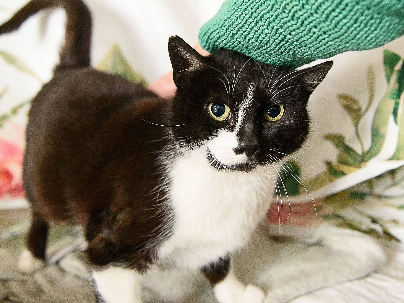 Adotta il gatto Alice a Genova