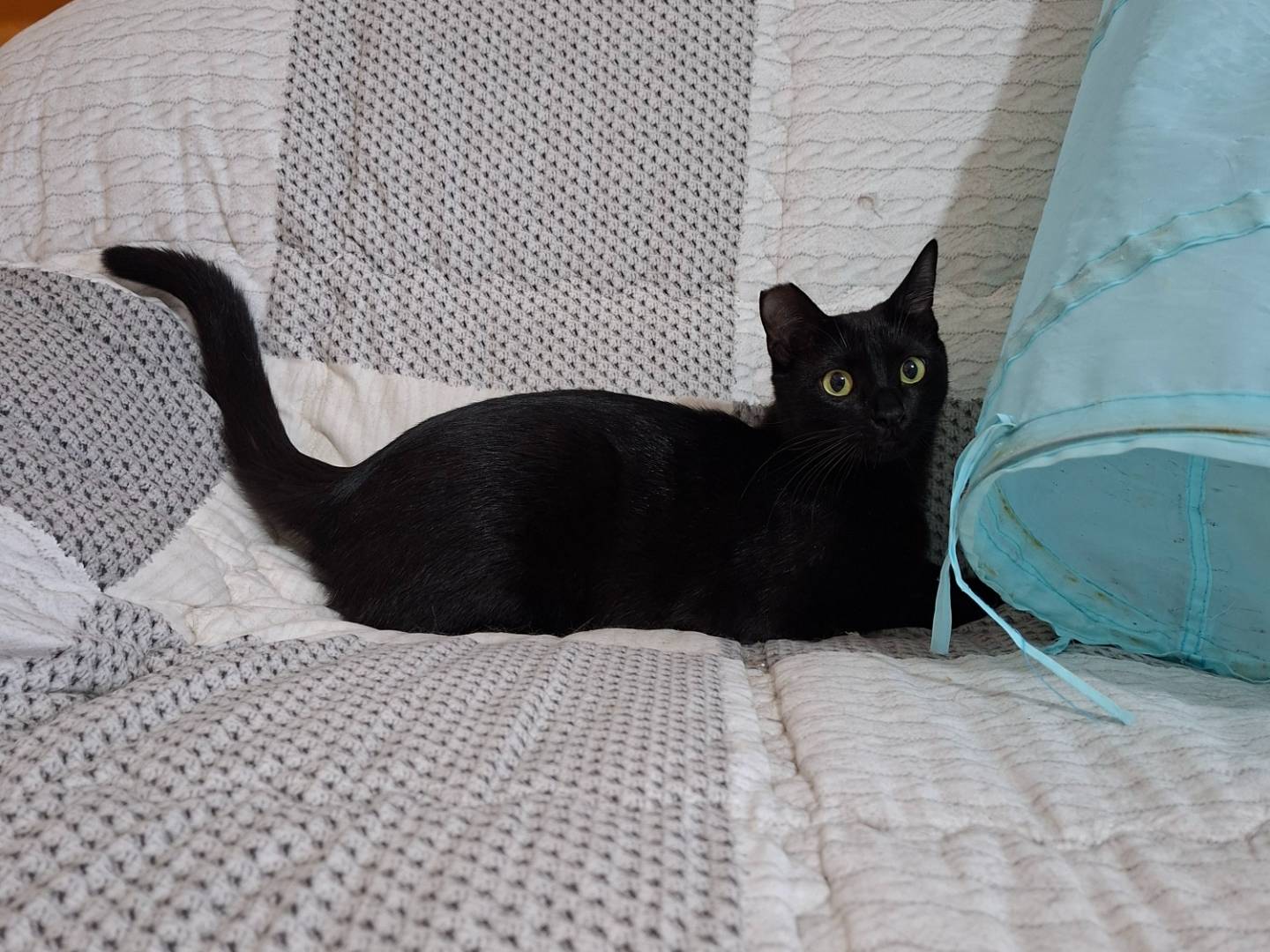 Adozione gatto, femmina, Razza sconosciuta Razza sconosciuta, 10 mesi, taglia non valida, Viterbo