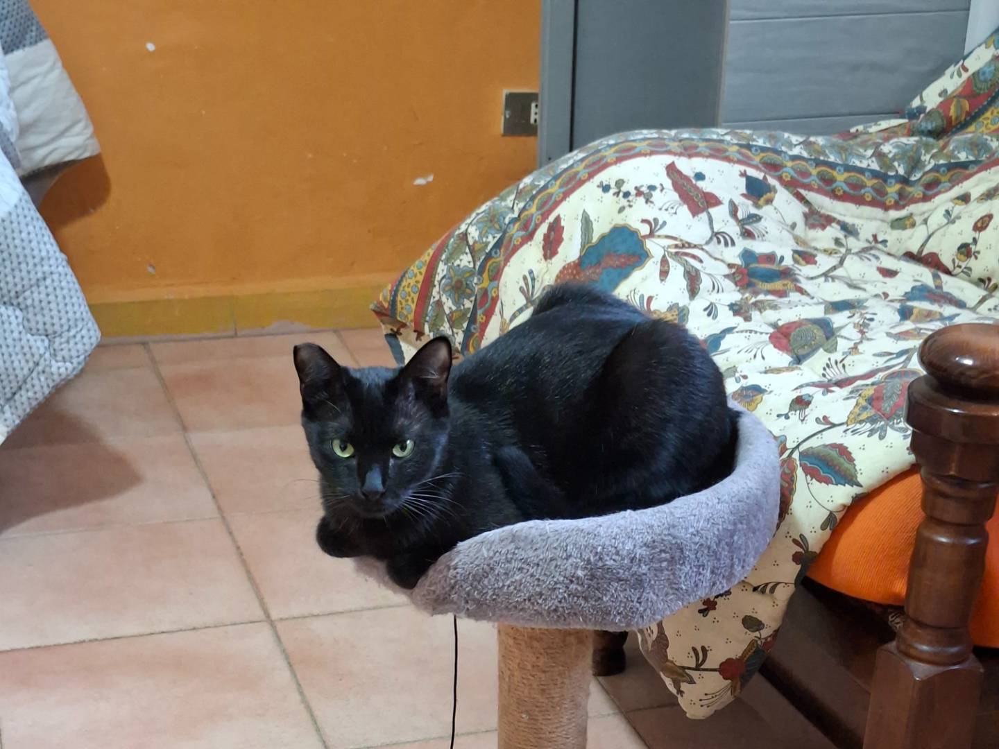 Adotta un gatto, femmina, 10 mesi, Viterbo