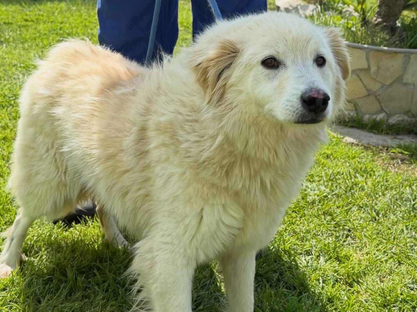 Adotta un cane, femmina, 2 anni e 9 mesi, Matera