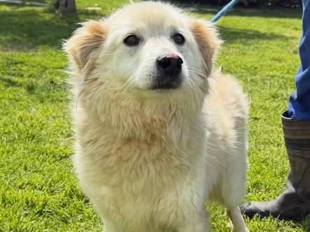 Adotta un cane, taglia media, femmina, Matera