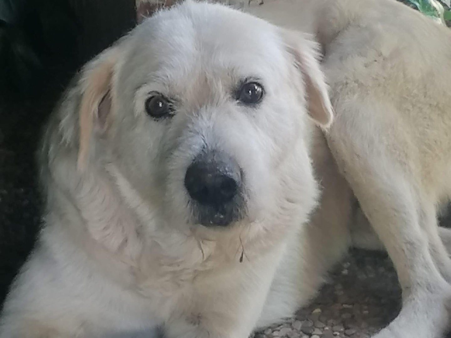 Adozione cane, maschio, Razza sconosciuta Razza sconosciuta, 11 anni e 2 mesi, taglia grande, Arezzo