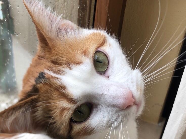 Adozione gatto, femmina, Razza sconosciuta Razza sconosciuta, 1 anno e 2 mesi, taglia non valida, Arezzo