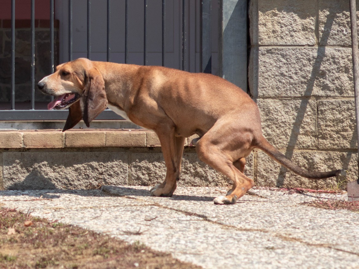 Adozione cane, maschio, Segugio Razza sconosciuta, 2 anni, taglia media, Arezzo