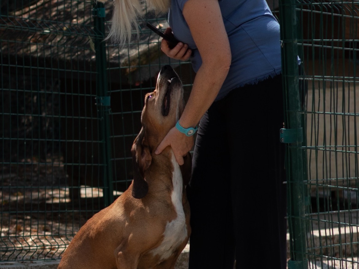 Adotta un cane, maschio, 2 anni, Arezzo