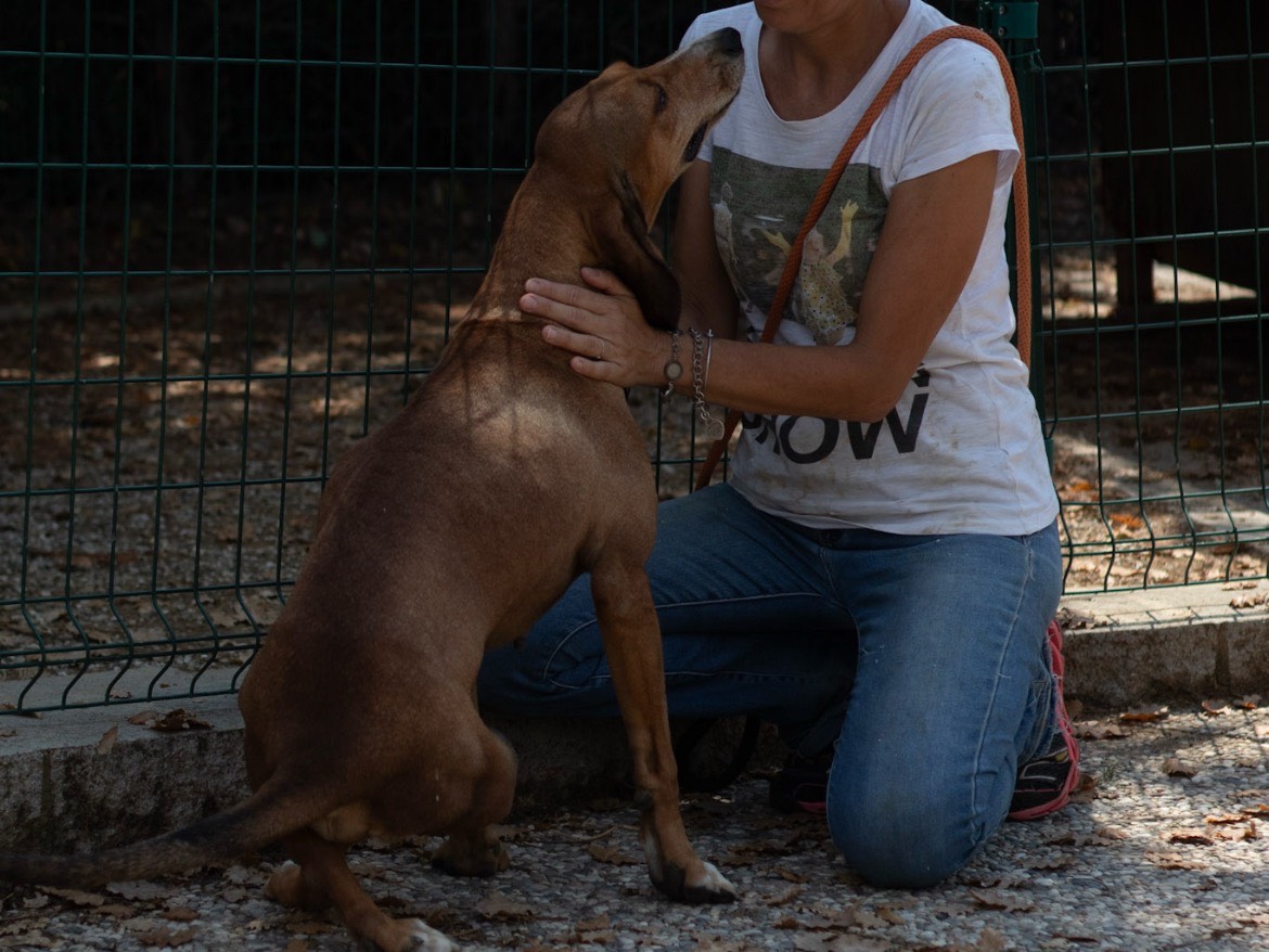 Adotta un cane, taglia media, maschio, Arezzo