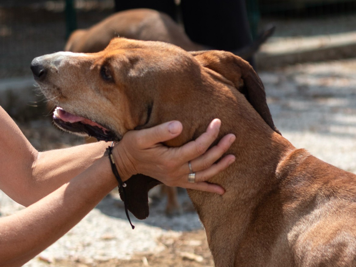 Vuoi adottare un cane a Arezzo?