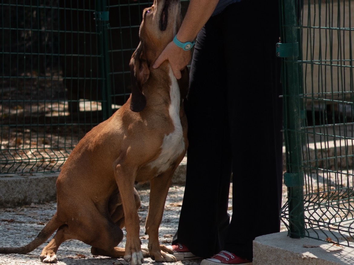 Adotta il cane Augusto a Arezzo