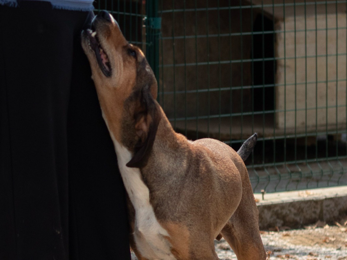 Adozione cane, femmina, Segugio Razza sconosciuta, 2 anni, taglia media, Arezzo