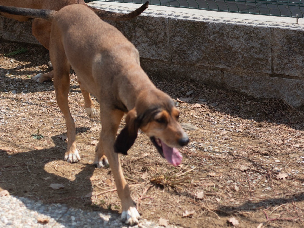 Adotta un cane, femmina, 2 anni, Arezzo